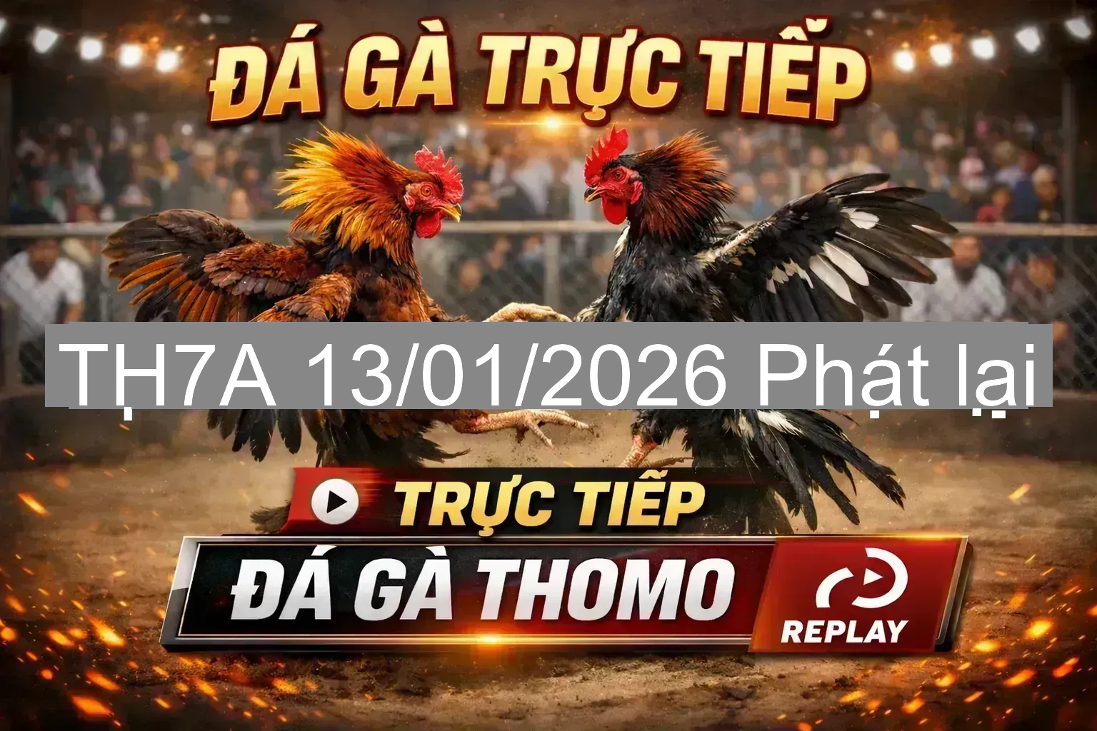 🔥 Video đá gà Thomo sân TH7A & TH7B ngày 13/01/2026